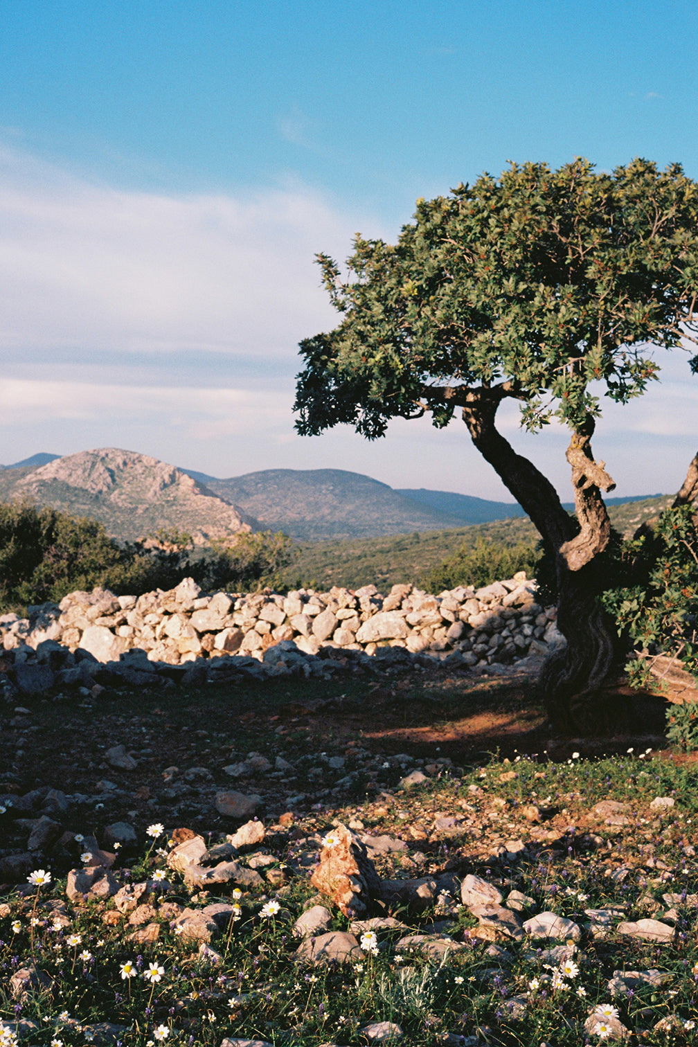Mastic resin and the mastic-growing landscape of southern Chios, Greece