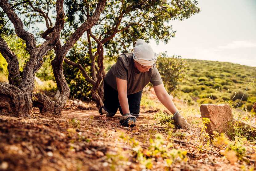 Woman in brown shirt and white headscarf brushes away dirt and debris beneath a mastic tree in Chios.