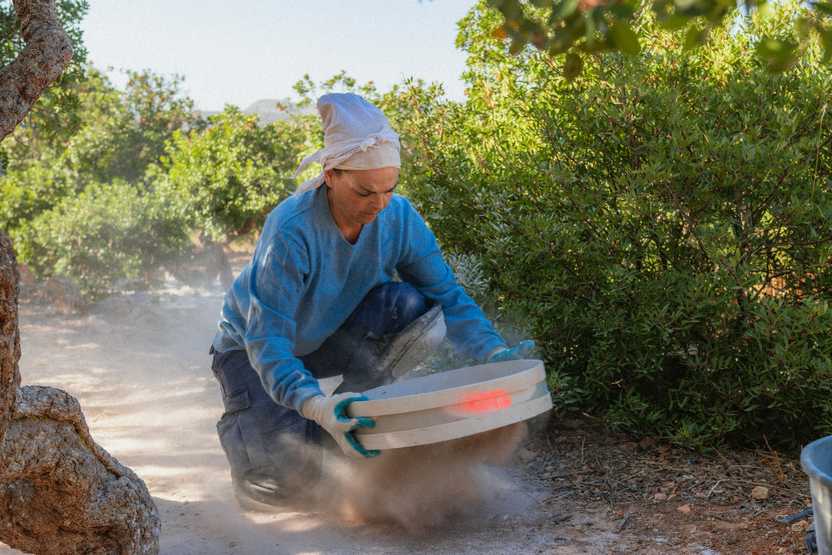 Woman in blue shirt and white headscarf brushes holds a sifter to separate dirt from mastic droplets.