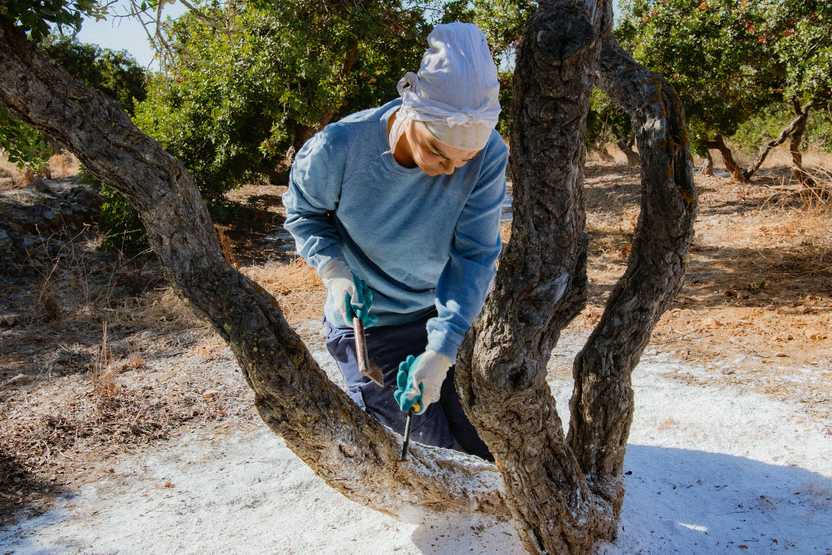 Woman farmer wearing blue shirt cuts into a mastic tree.