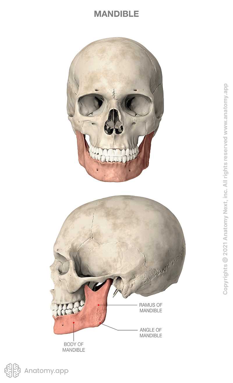 Anatomical model of mandible bone