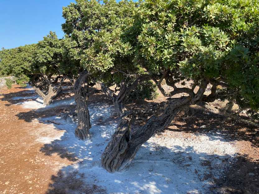 Mastic tree grove