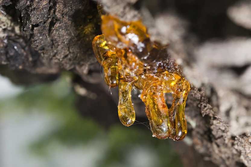 spruce resin in tree