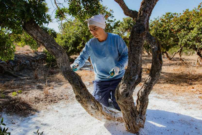 Woman in blue shirt and white headscarf cuts the bark of a mastic tree in Chios.