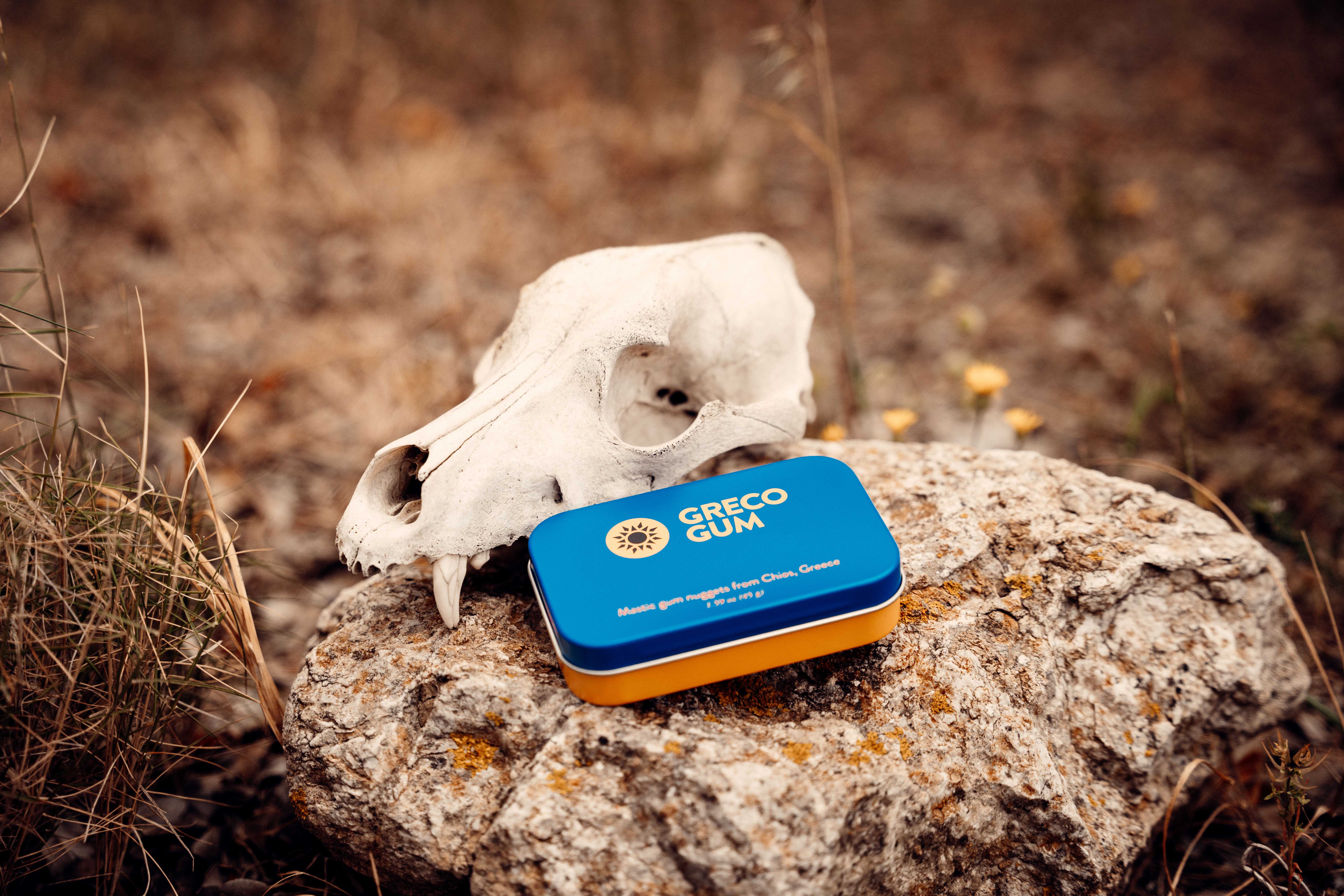 Tin of Greco Gum mastic nuggets placed on a rock next to the skull of an animal