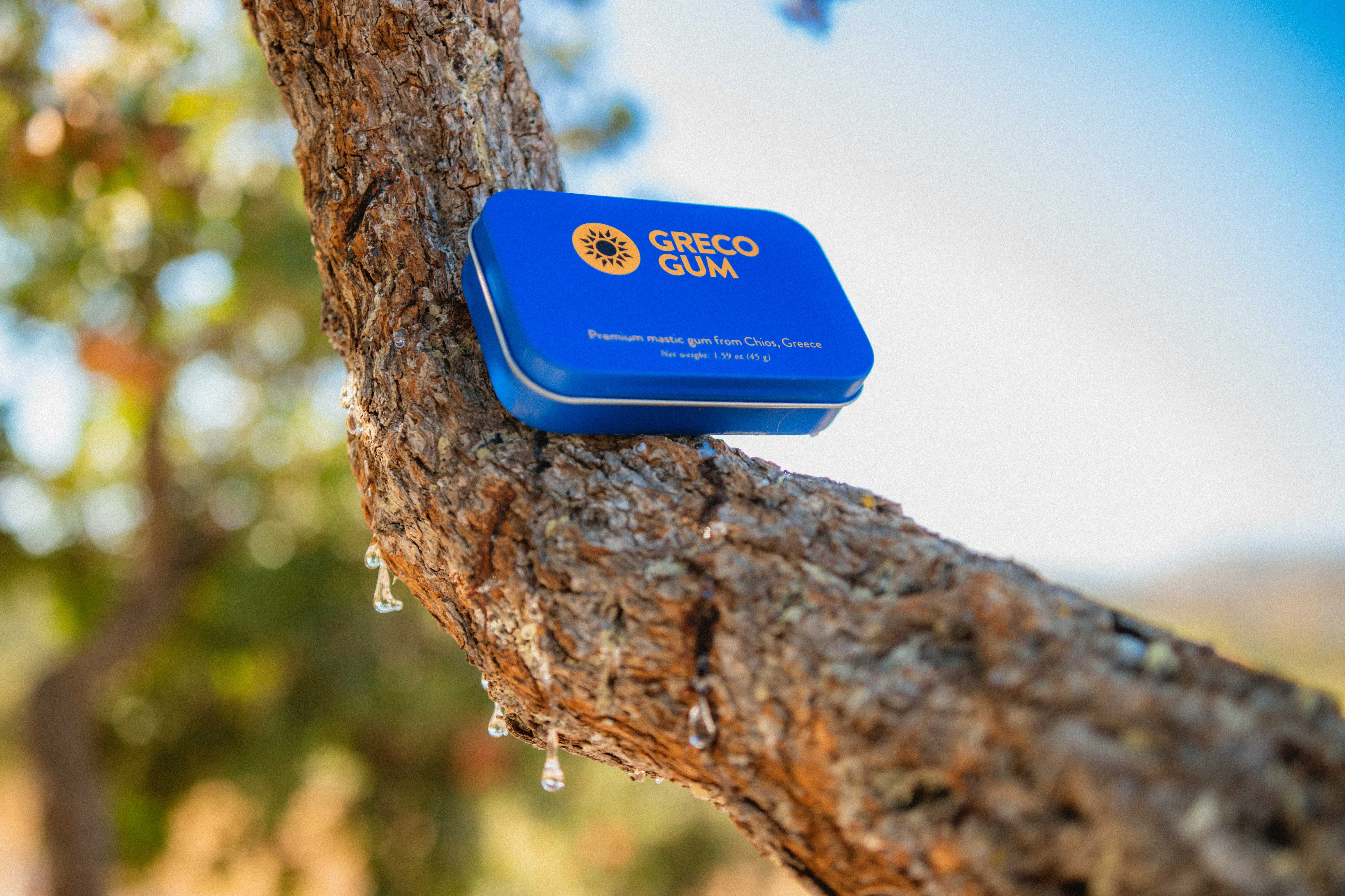 Tin of Greco Gum mastic droplets perched against the branch of a mastic tree