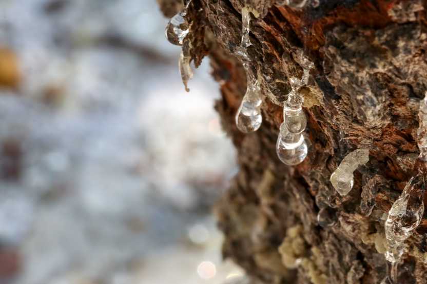 birch resin dripping