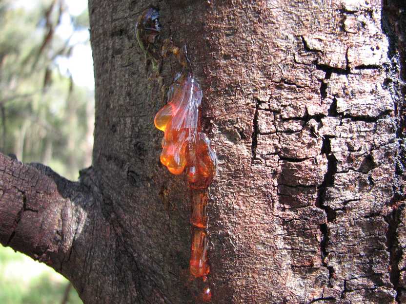 acacia gum dripping