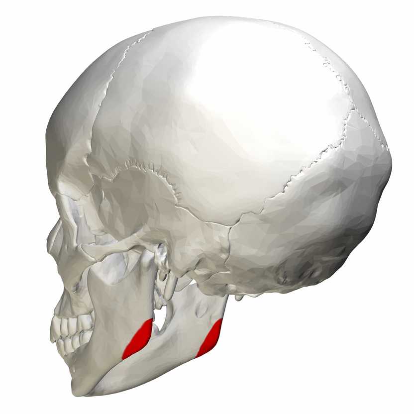 Anatomical model of the mandible bone angle