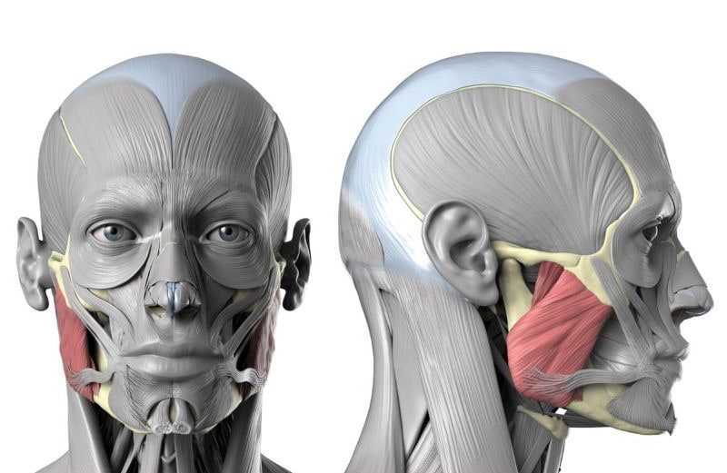 Anatomical model highlighting the masseter muscle