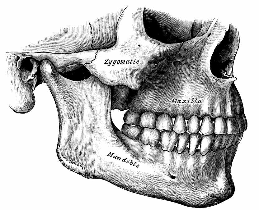 Anatomical model of the maxilla bone